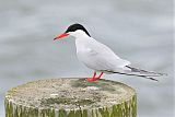 Common Tern